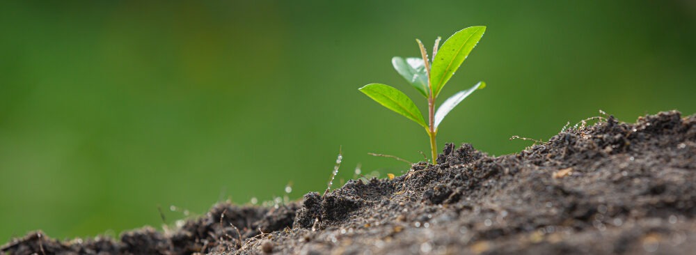 close up picture sapling plant is growing e1701888612949